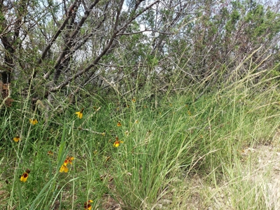 Texas Hunting Ranch with utilities near Pandale - image 4