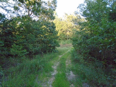 Close To Black River 40 Acres, Annapolis Missouri - image 2