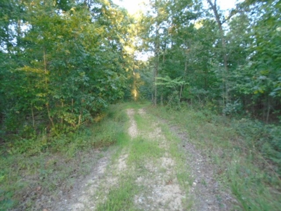 Close To Black River 40 Acres, Annapolis Missouri - image 4