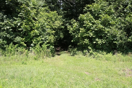 Southern Illinois Recreational Land for Sale | Hunting Land - image 4