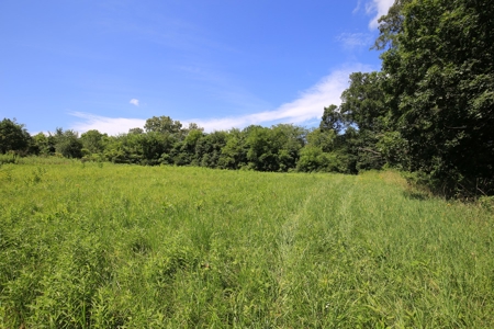Southern Illinois Recreational Land for Sale | Hunting Land - image 3
