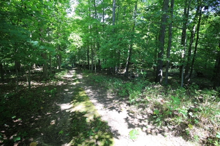 Southern Illinois Recreational Land for Sale | Hunting Land - image 5