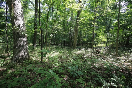 Southern Illinois Recreational Land for Sale | Hunting Land - image 8