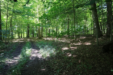 Southern Illinois Recreational Land for Sale | Hunting Land - image 6