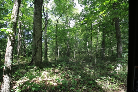 Southern Illinois Recreational Land for Sale | Hunting Land - image 9