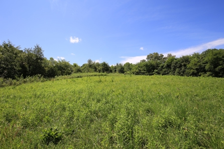 Southern Illinois Recreational Land for Sale | Hunting Land - image 2