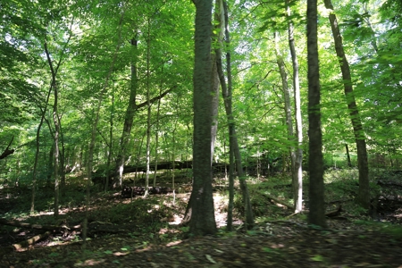 Southern Illinois Recreational Land for Sale | Hunting Land - image 7