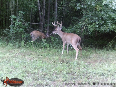 Hunting Property For Sale Washington County North Carolina - image 2