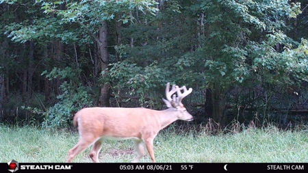 Hunting Property For Sale Washington County North Carolina - image 14