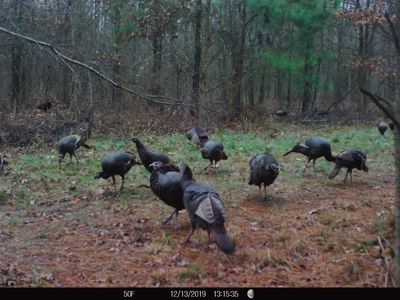 Hunting Property For Sale Washington County North Carolina - image 5