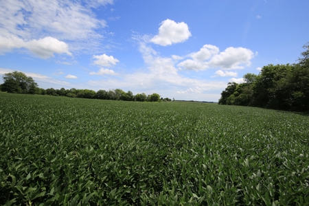 Southern Illinois Farm Land for Sale | Tillable Land Auction - image 6