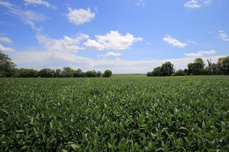 Southern Illinois Farm Land for Sale | Tillable Land Auction - image 2
