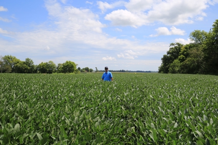 Southern Illinois Farm Land for Sale | Tillable Land Auction - image 4