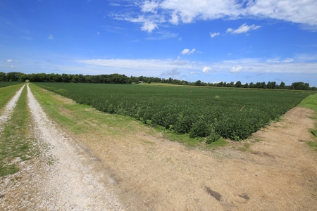 Southern Illinois Farm Land for Sale | Tillable Land Auction - image 8