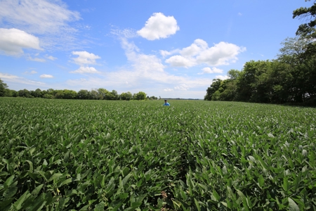 Southern Illinois Farm Land for Sale | Tillable Land Auction - image 5