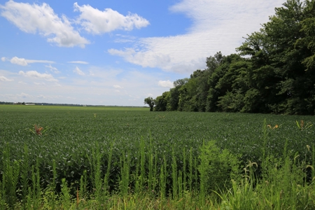 Southern Illinois Farm Land for Sale | Tillable Land Auction - image 10