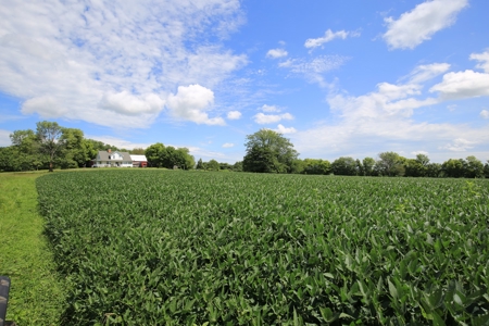 Southern Illinois Farm Land for Sale | Tillable Land Auction - image 3