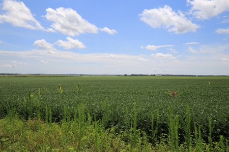 Southern Illinois Farm Land for Sale | Tillable Land Auction - image 11
