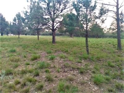 Wooded Acreage Southern Mountains New Mexico For Sale - image 2