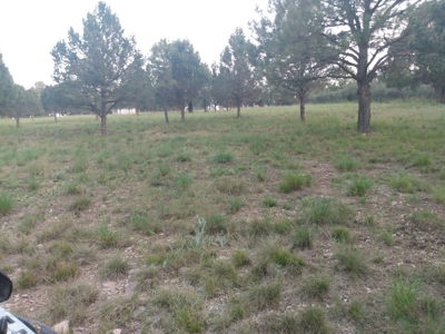 Wooded Acreage Southern Mountains New Mexico For Sale - image 4