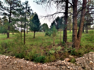 Wooded Acreage Southern Mountains New Mexico For Sale - image 3