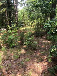 Lake Lot For Sale Near Clinton Arkansas - image 3