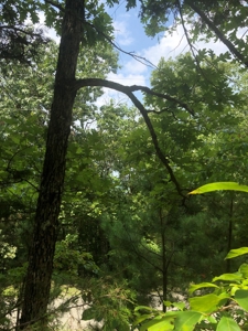 Lake Lot For Sale Near Clinton Arkansas - image 2