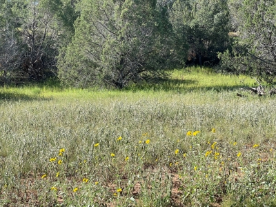Gorgeous Treed Property Has Electric & Septic Near Seligman - image 8