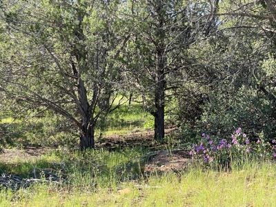 Gorgeous Treed Property Has Electric & Septic Near Seligman - image 1