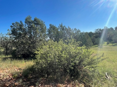 Gorgeous Treed Property Has Electric & Septic Near Seligman - image 6