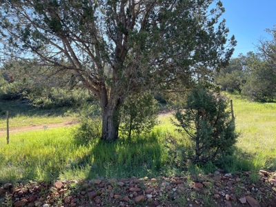 Gorgeous Treed Property Has Electric & Septic Near Seligman - image 12