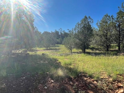Gorgeous Treed Property Has Electric & Septic Near Seligman - image 7