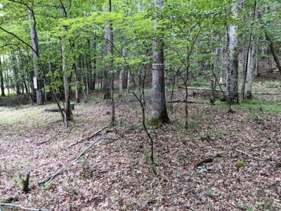 Cabin & 16 acres adjoining National Forest Wytheville, VA - image 16