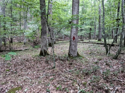 Cabin & 16 acres adjoining National Forest Wytheville, VA - image 15