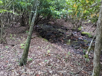 Cabin & 16 acres adjoining National Forest Wytheville, VA - image 21