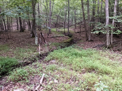 Cabin & 16 acres adjoining National Forest Wytheville, VA - image 17