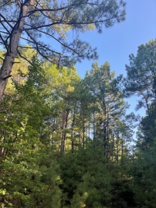 Hunting Land in Grant County Arkansas near Grapevine - image 27
