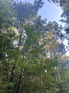Hunting Land in Grant County Arkansas near Grapevine - image 14