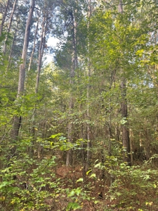 Hunting Land in Grant County Arkansas near Grapevine - image 21