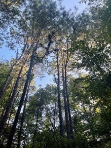 Hunting Land in Grant County Arkansas near Grapevine - image 19