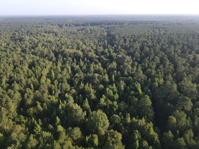 Hunting Land in Grant County Arkansas near Grapevine - image 9