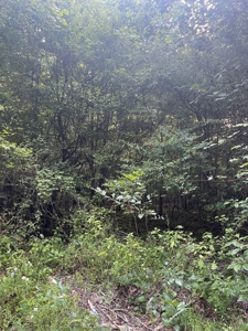 Hunting Land in Grant County Arkansas near Grapevine - image 32
