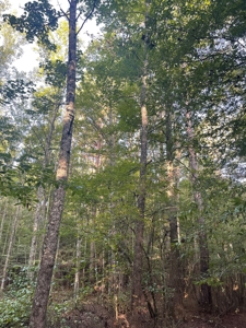 Hunting Land in Grant County Arkansas near Grapevine - image 23