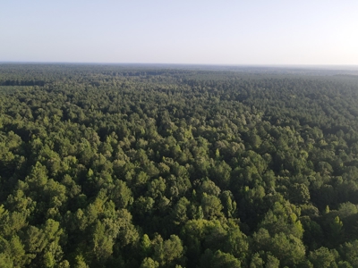 Hunting Land in Grant County Arkansas near Grapevine - image 5