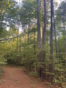 Hunting Land in Grant County Arkansas near Grapevine - image 18