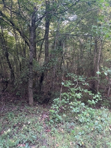 Hunting Land in Grant County Arkansas near Grapevine - image 31