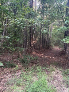 Hunting Land in Grant County Arkansas near Grapevine - image 15