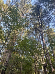 Hunting Land in Grant County Arkansas near Grapevine - image 20