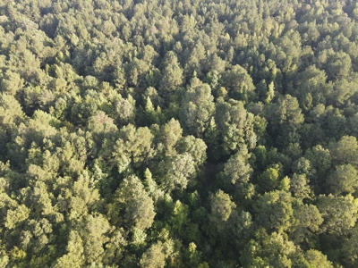 Hunting Land in Grant County Arkansas near Grapevine - image 6