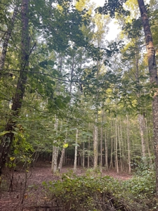 Hunting Land in Grant County Arkansas near Grapevine - image 22